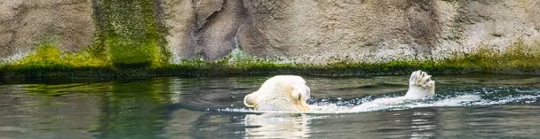 polar bear swimming in the water, vulnerable animal specie from the arctic circle, typical animal behavior - Photo, Image