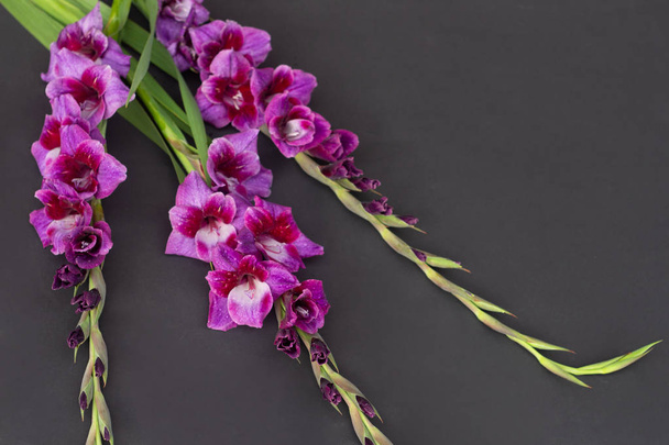Hermoso ramo de flores de gladiolo lila, puesta plana. Espacio para texto
 - Foto, Imagen