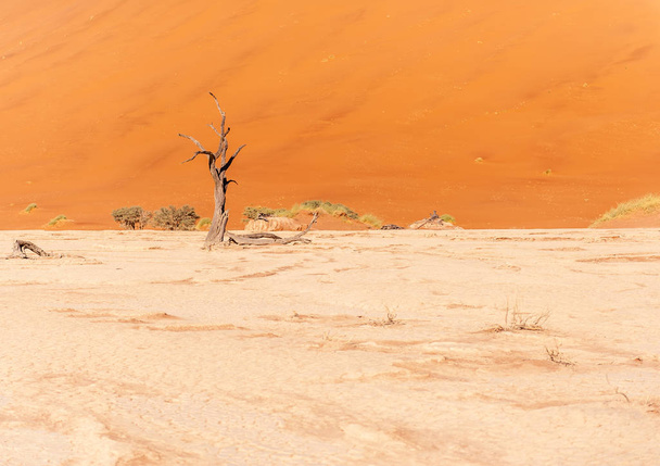 Martwe drzewa w namibias Deadvlei. - Zdjęcie, obraz