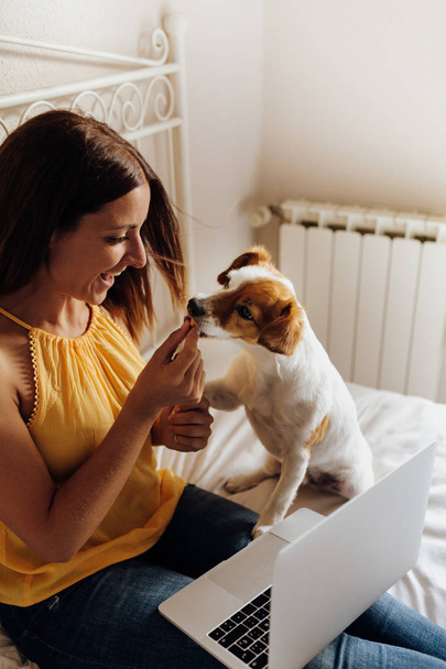 Adorable jack russell dog training by a woman to shake paws. Getting a cookie as a treat for good behavior from the hand of its owner. Home leisure. Love concept. - Photo, Image