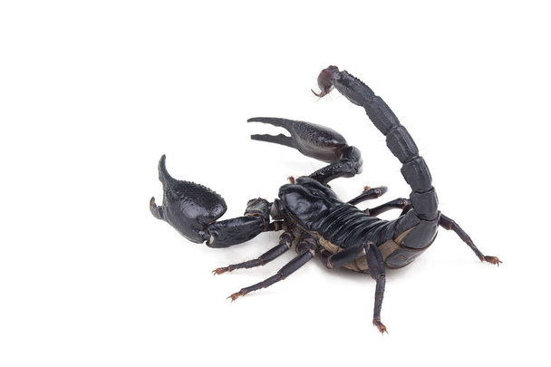 Scorpion empereur
, - Photo, image