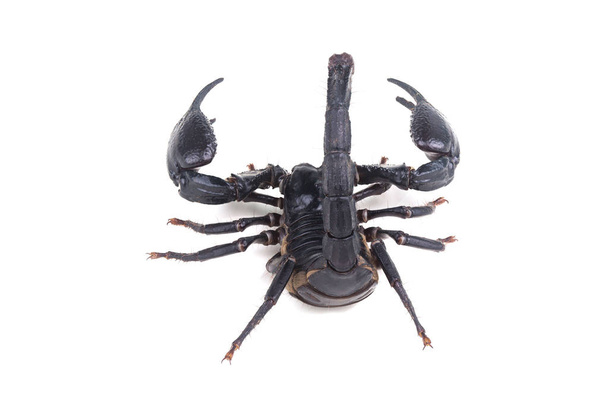 Emperor Scorpion, - Photo, Image