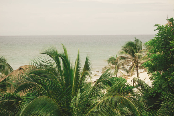 Evergreen lush palm trees on the tropical shore of the warm sea of the Pacific ocean - Foto, imagen