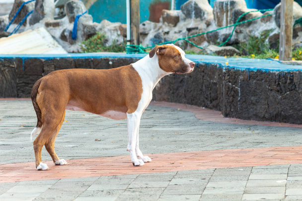 Короткошерстная собака, которая внимательно смотрит на деревню.
 - Фото, изображение