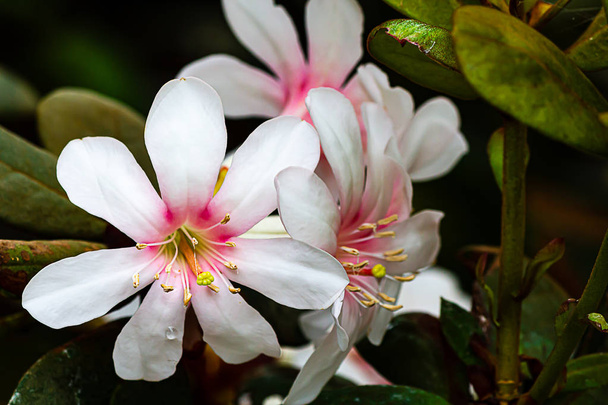 fleurs crémeuses blanches et roses cireuses tropicales en forme de trompette rhododendron
 - Photo, image