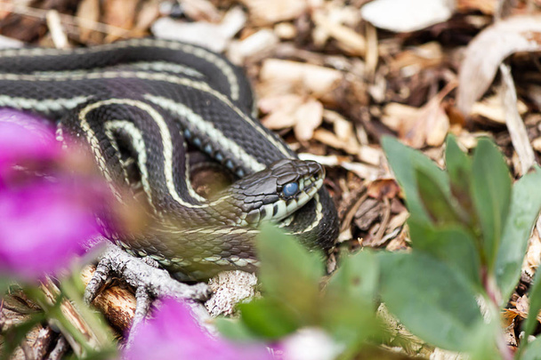 pequeña muda delgada de ojos lechosos liguero serpiente
 - Foto, imagen