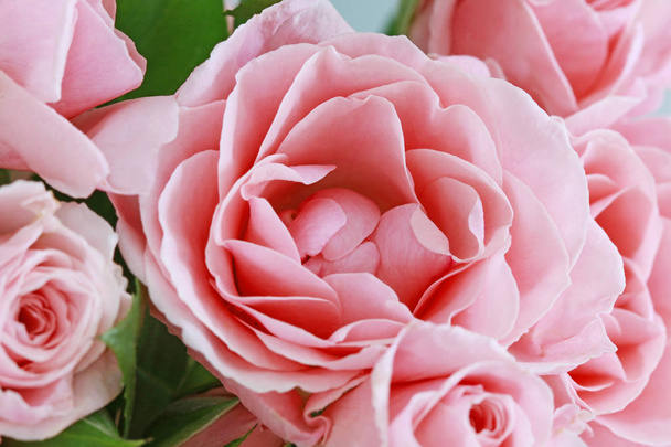 Beautiful pink roses background. - Φωτογραφία, εικόνα