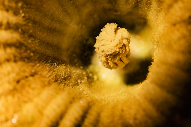 Mystical zucchini flower - Photo, Image
