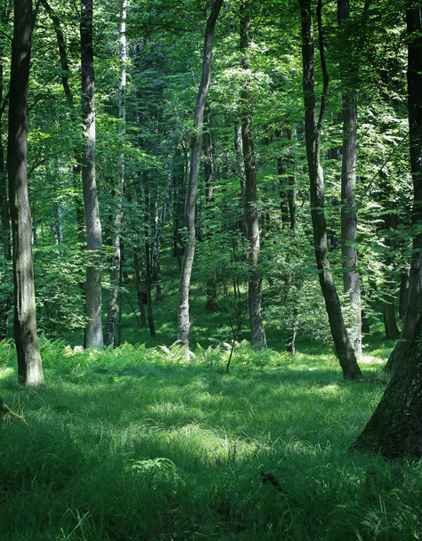 Dark summer forest background.  - Foto, afbeelding