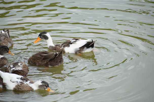 Picture of Duck jest wspólną nazwą dla dużej liczby gatunków w ptactwa wodnego rodziny Anatidae, która obejmuje również łabędzie i gęsi, pływanie w stawie. - Zdjęcie, obraz