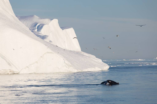 Valaiden sukellus Ilulissatin lähellä jäävuorten keskellä. Heidän lähteensä on Jakobshavnin jäätikkö. Jäävuorten lähde on ilmaston lämpeneminen ja jään katastrofaalinen sulaminen, Disko Bay, Grönlanti, UNESCO
  - Valokuva, kuva