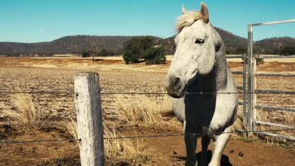 Paard in een landelijke paddock overdag - Video