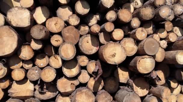 Gestapelde logs, timmerhout en houten industrygestapelde logs in de buurt van de forest-houthandel, 4k beeldmateriaal - Video