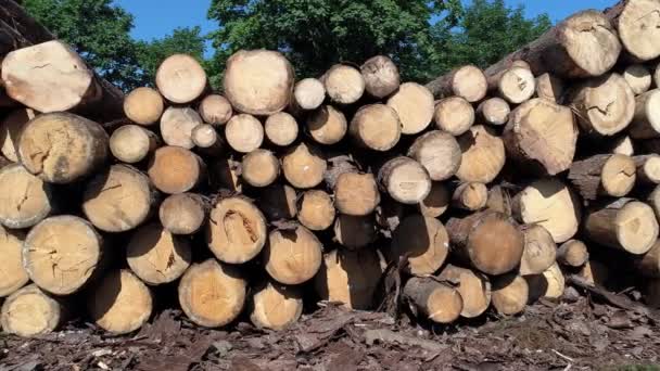 Troncos apilados, madera aserrada e industria maderaTroncos apilados cerca del bosque - comercio de madera, imágenes 4K
 - Metraje, vídeo