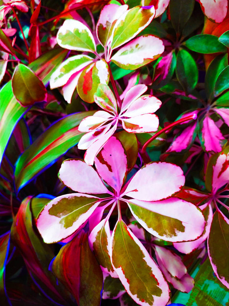 Tropical leafs plant background. Plant lover concept - Φωτογραφία, εικόνα