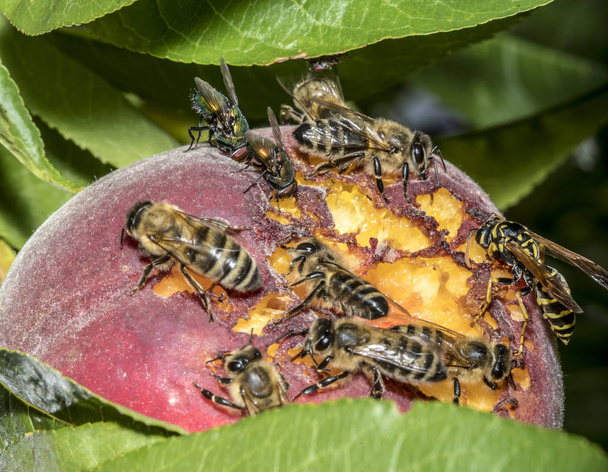 Včely a vosy sedí na zralých zralých broskvoních - Fotografie, Obrázek