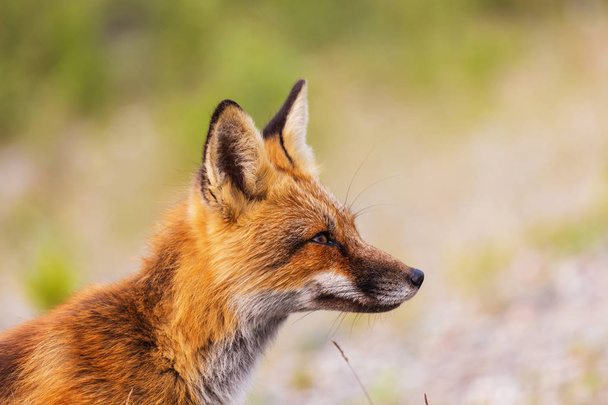 foxRetrato de un zorro rojo (Vulpes vulpes) sobre un fondo verde en temporada de verano
 - Foto, imagen