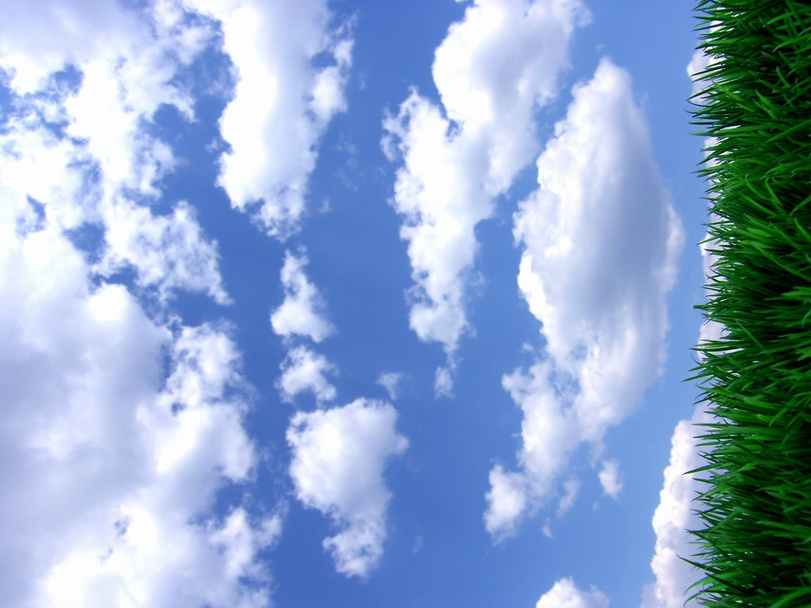 φρέσκο γκρα πράσινο με το γαλάζιο του ουρανού - Φωτογραφία, εικόνα