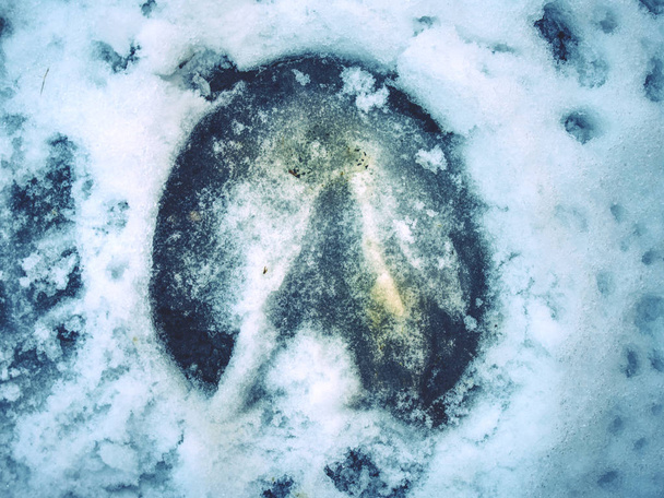 Icy horse footprint in snow, detailed piece  - Photo, Image