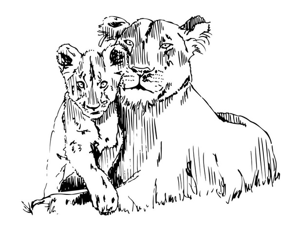 Lioness With Cub Vector Sketch Illustration - Vector, Image