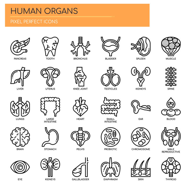 Órgãos humanos, linha fina e ícones perfeitos Pixel - Vetor, Imagem