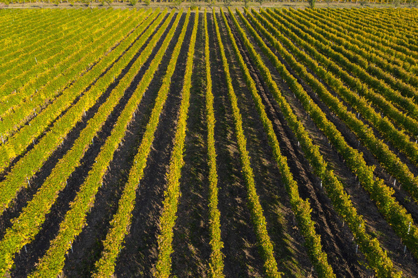 Top drone kilátás a szőlő őszi - Fotó, kép