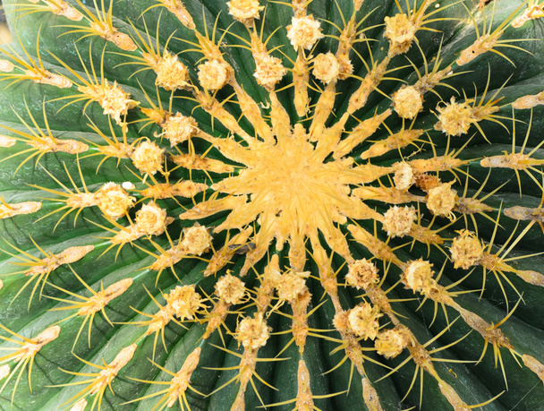 netelige cactus textuur - Foto, afbeelding