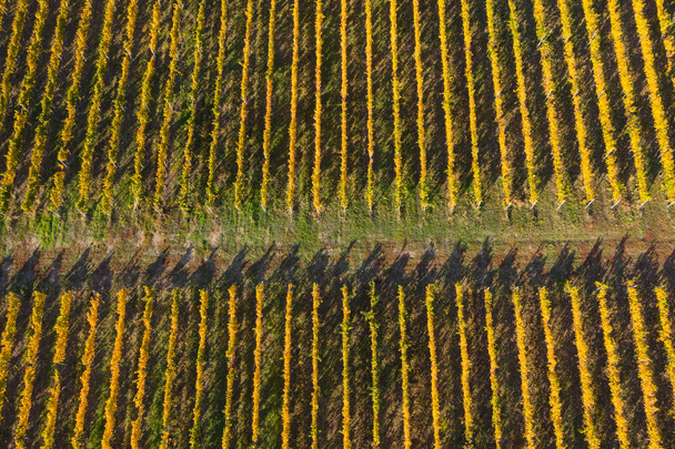 Vineyard drone shot, aerial view from above - Photo, image