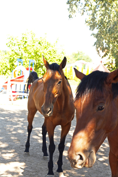 két gyönyörű lovak - Fotó, kép