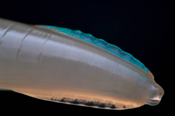 Макро фото токсокара каніс круглий черв'як від собаки
  - Фото, зображення