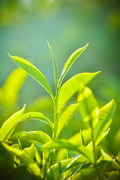 Close up of Fresh Green Tea Leaves - Photo, image