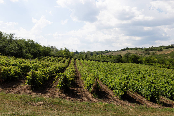 Organic vineyards concept of agriculture. - 写真・画像