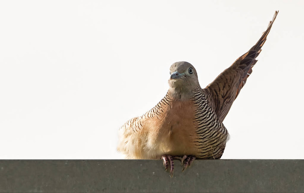 Close up Zebra Dove is Raising One Wing to Greet - Photo, Image