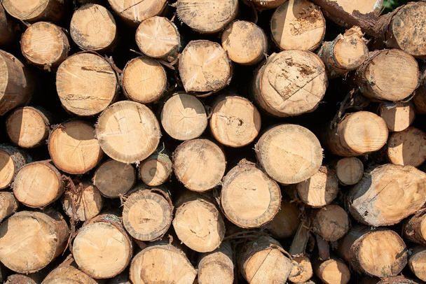 Troncos y leña apilados, madera aserrada e industria de la madera
 - Foto, Imagen