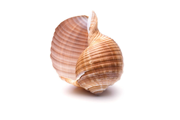 Zee natuurlijke shell, originele patroon van mariene leven.  - Foto, afbeelding