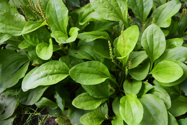 プランテインとその種子、ノミ、プランタゴの葉からの緑のグレード. - 写真・画像