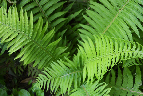 Bright and colorful green long fern leaves with an original structure and flowers, vascular plants, disambiguation. - Photo, Image