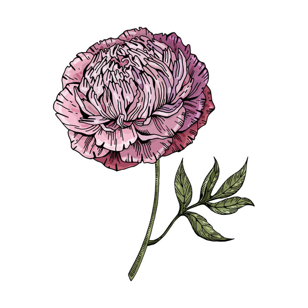 Pink, lilac peony on white background. Botanical illustration. Vector isolated object. Vintage style. - Vektor, Bild