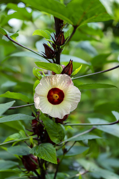 Gros plan Hibiscus sabdariffa ou fleur de roselle
 - Photo, image