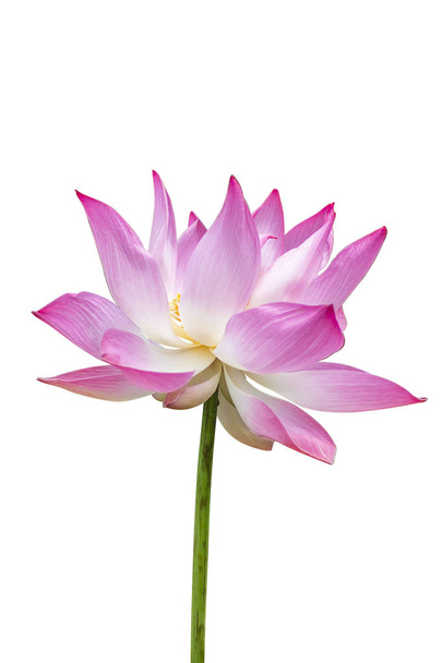 όμορφο ροζ λουλούδι λωτού - Φωτογραφία, εικόνα