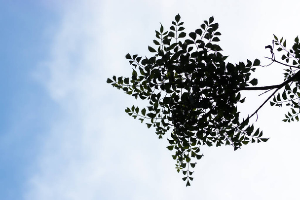 Indische kurk bladeren op boom  - Foto, afbeelding