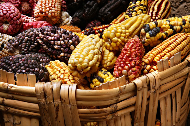 Corn - Photo, Image