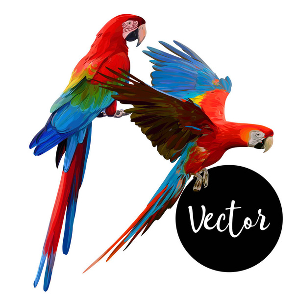 Parrot Ara Hand Drawn Vector Set - Vector, Image