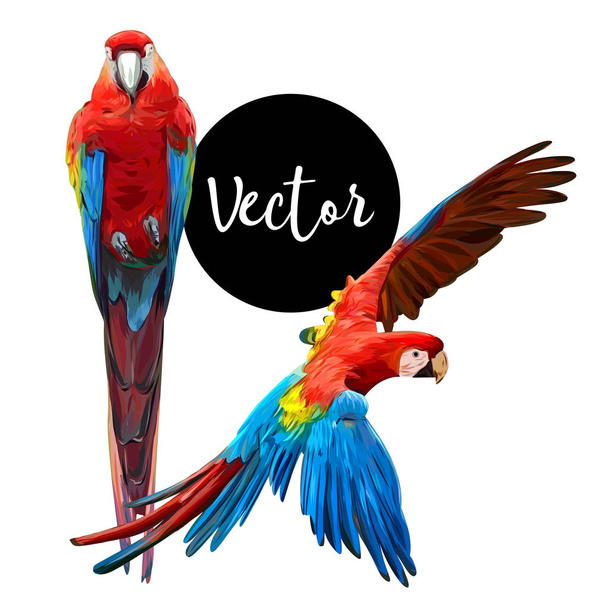Parrot Ara Hand Drawn Vector Set - Vector, Image