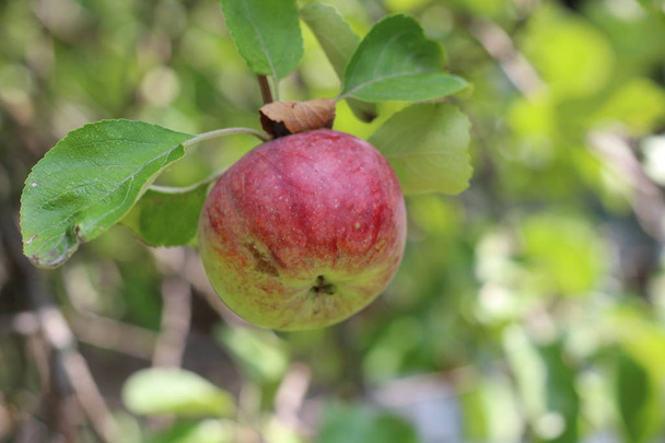 Organická jablka visící z větve stromu v jablečném sadě - Fotografie, Obrázek
