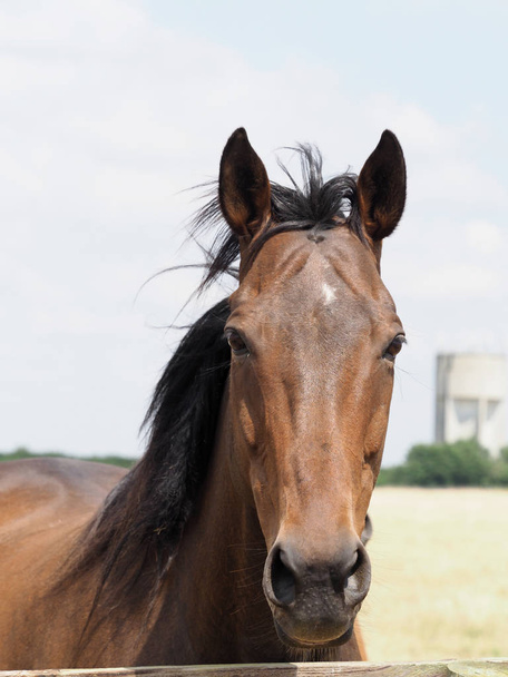 Скаковая лошадь в отставке в Пэддоке
 - Фото, изображение