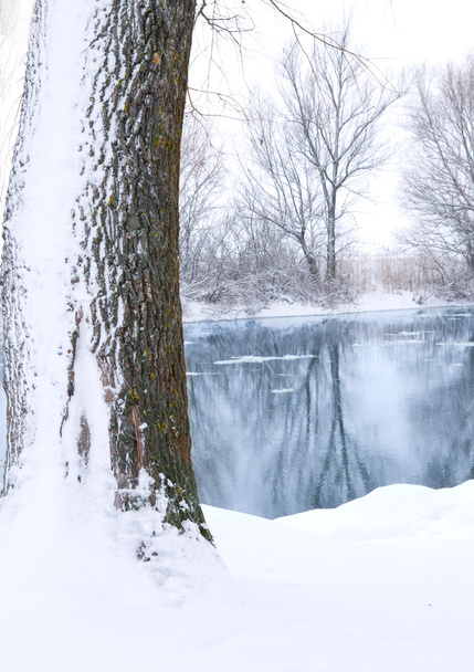 Folyó és a hóval borított fa - Fotó, kép