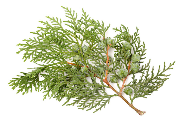 feuilles de pin ou Arborvitae orientales
 - Photo, image
