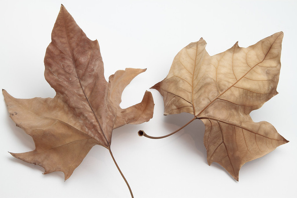 dry leafs - Photo, Image