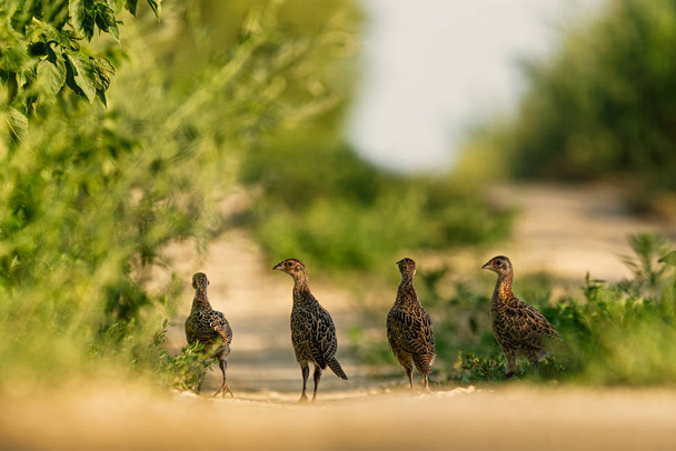 Young pheasant chicks team walking - Photo, Image